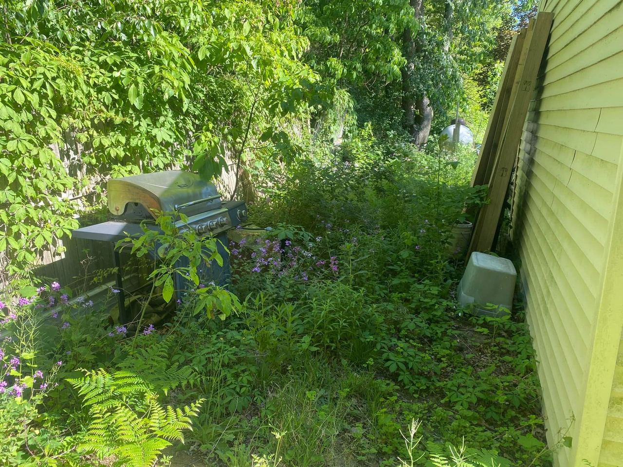 Before — side yard overgrown with weeds and brush